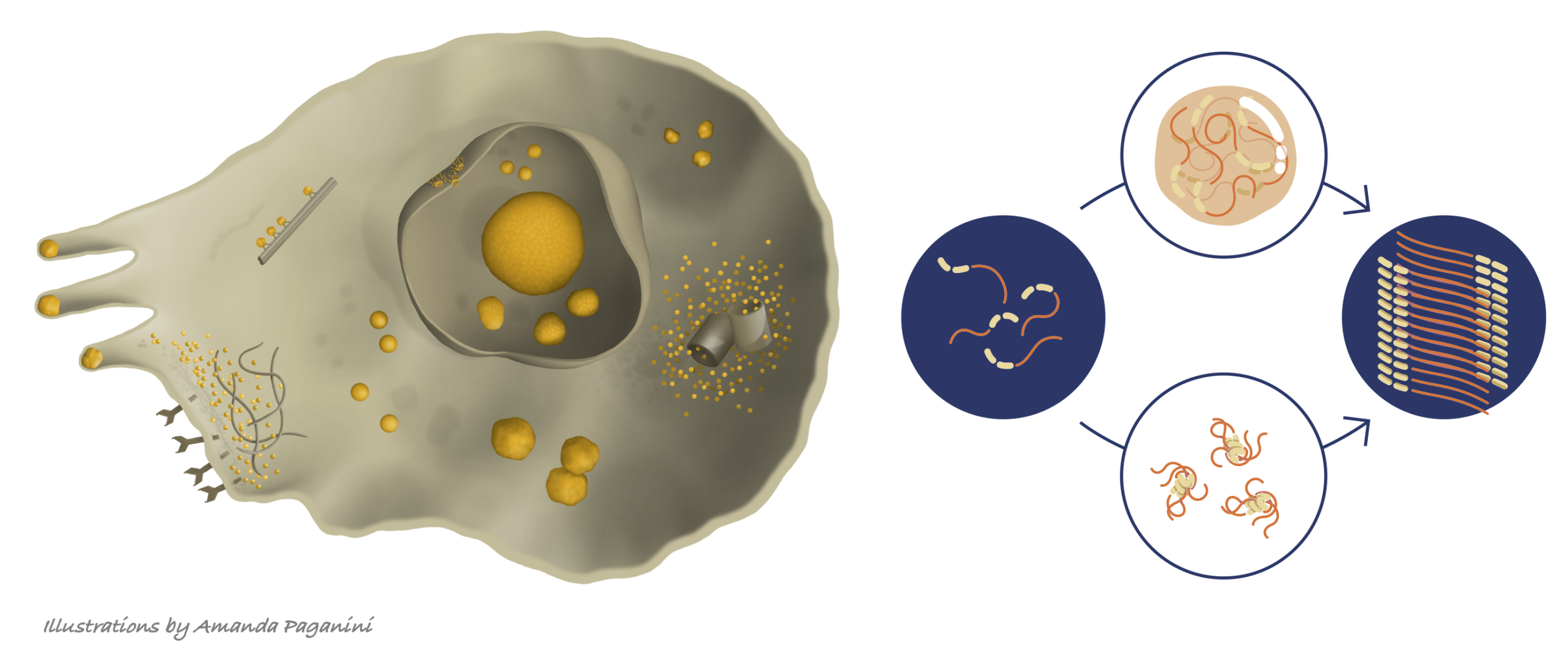 FrontImage_ProteinSelfAssembly